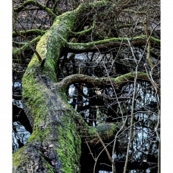 Robert S - Fotowalk am Jacobiweiher im Frankfurter Stadtwald mit FOP