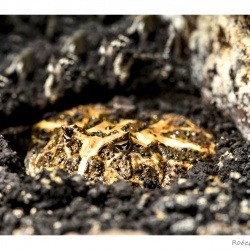 Robert S - Fotowalk Vivarium Zoo Darmstadt mit FOP