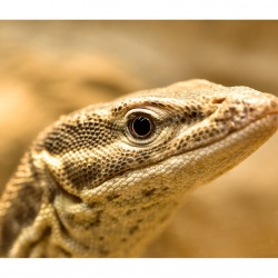 Robert S - Fotowalk Vivarium Zoo Darmstadt mit FOP