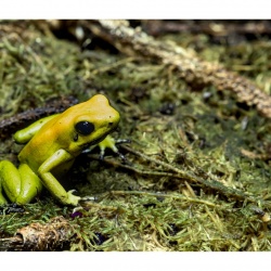 Robert S - Fotowalk Vivarium Zoo Darmstadt mit FOP