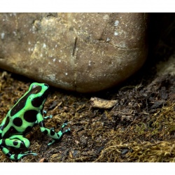 Robert S - Fotowalk Vivarium Zoo Darmstadt mit FOP
