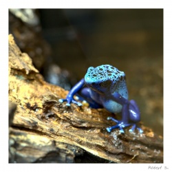 Robert S - Fotowalk Vivarium Zoo Darmstadt mit FOP