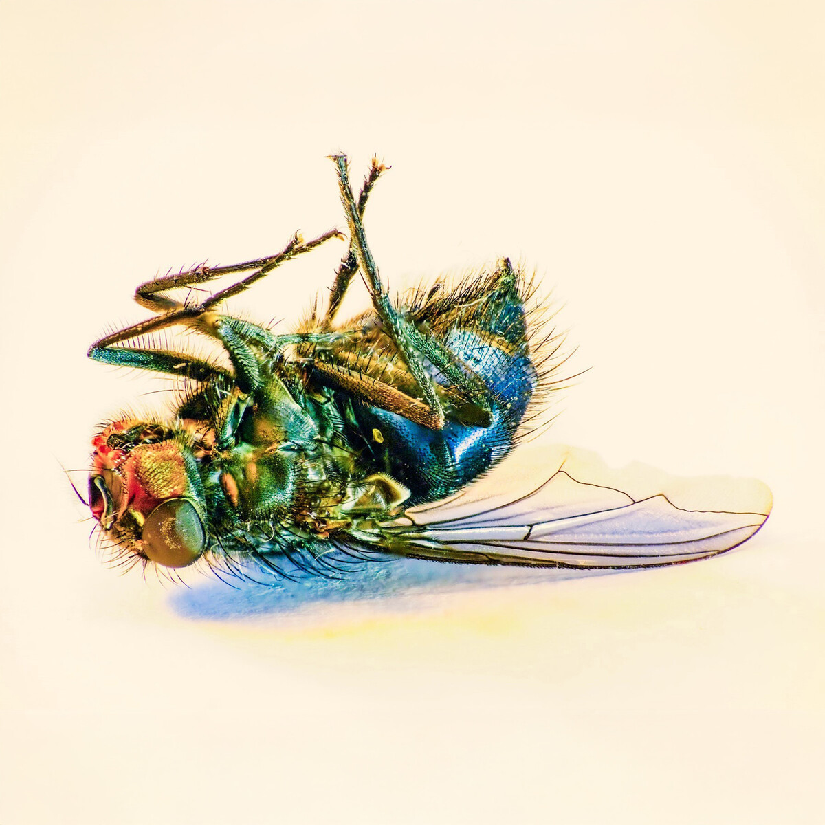 Fliege in grün - Einladung zu Vernissage im Deutschen Wetterdienst in Offenbach