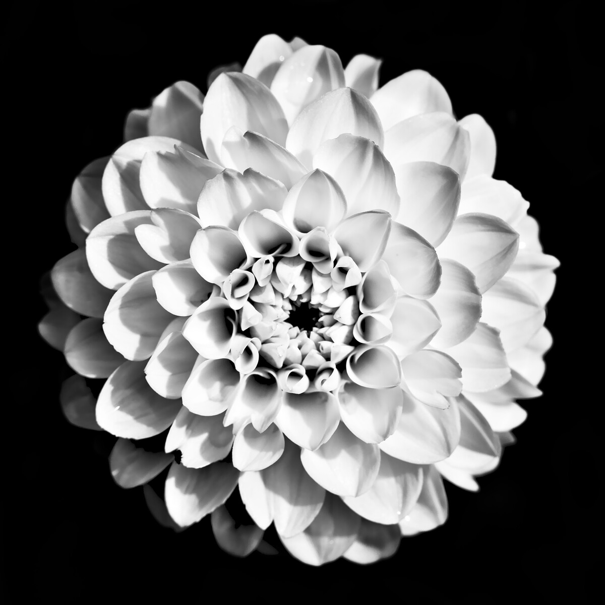 Schwarz-Weiß Blume als Nahaufnahme - Einladung zu Vernissage im Deutschen Wetterdienst in Offenbach